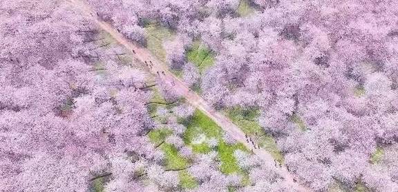 3-6天踏春好去处!这些人少景美的赏樱胜地,搭个高铁就能到15