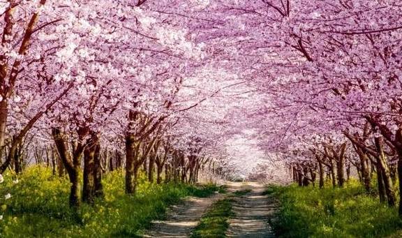 3-6天踏春好去处!这些人少景美的赏樱胜地,搭个高铁就能到19