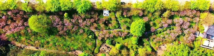 3-6天踏春好去处!这些人少景美的赏樱胜地,搭个高铁就能到21