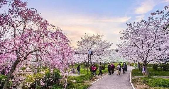 3-6天踏春好去处!这些人少景美的赏樱胜地,搭个高铁就能到22