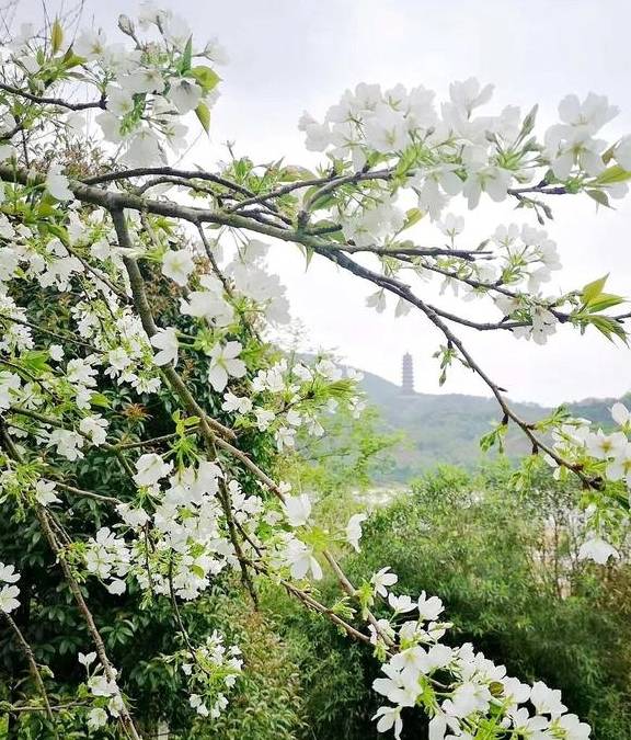 3-6天踏春好去处!这些人少景美的赏樱胜地,搭个高铁就能到24
