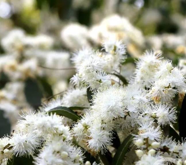 广安华蓥山、五华山两景区三八节礼包来了,速速认领!2