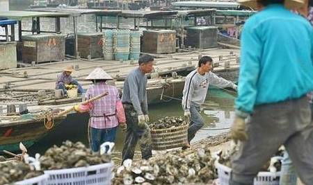 广东最特别的村子:靠卖生蚝一年赚14亿,还能用生蚝盖房子1