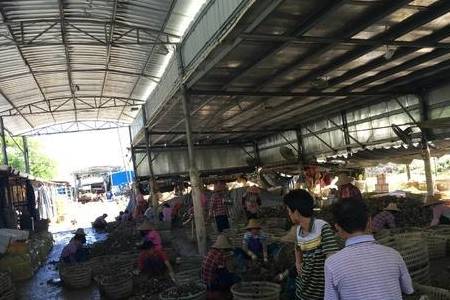 广东最特别的村子:靠卖生蚝一年赚14亿,还能用生蚝盖房子2