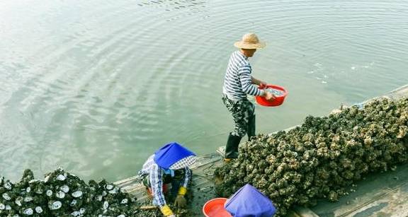 广东最特别的村子:靠卖生蚝一年赚14亿,还能用生蚝盖房子3
