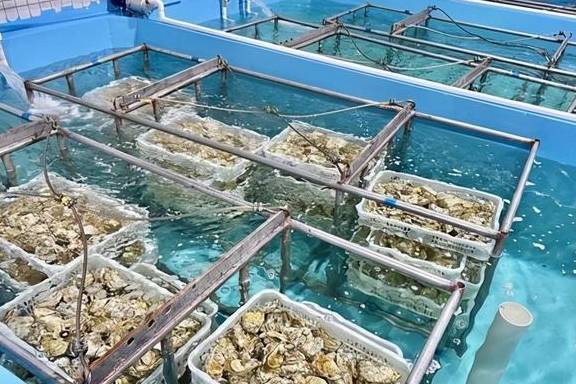 广东最特别的村子:靠卖生蚝一年赚14亿,还能用生蚝盖房子4