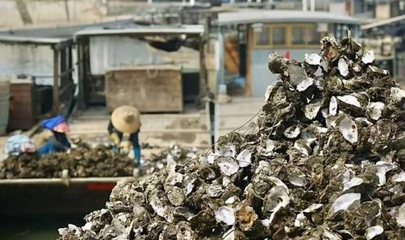 广东最特别的村子:靠卖生蚝一年赚14亿,还能用生蚝盖房子5