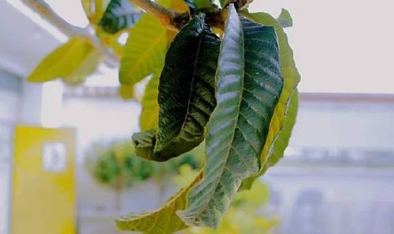 孤独咖啡馆，田野里的真实所在3