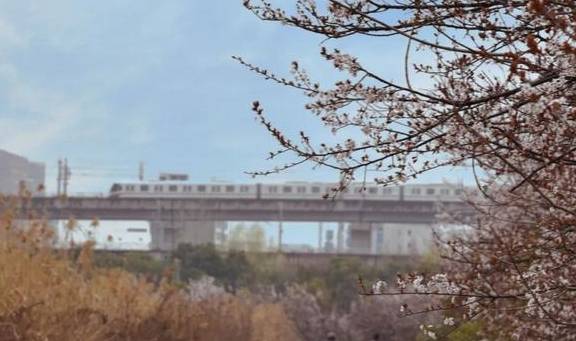 一年一约~红叶李的浪漫你get了吗？1