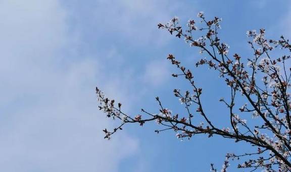 一年一约~红叶李的浪漫你get了吗？2