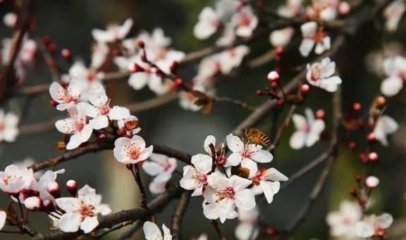 一年一约~红叶李的浪漫你get了吗？3