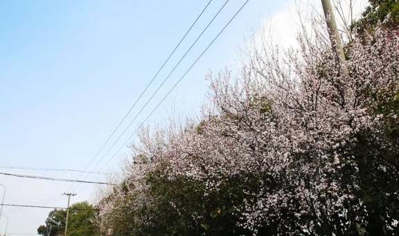 一年一约~红叶李的浪漫你get了吗？4