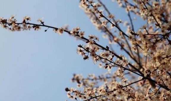 一年一约~红叶李的浪漫你get了吗？5