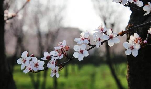 一年一约~红叶李的浪漫你get了吗？6