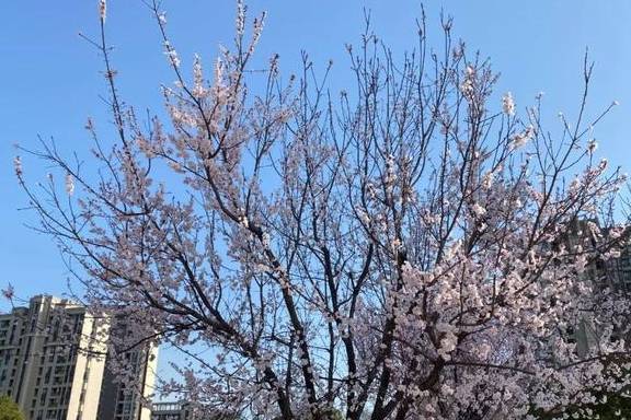 一年一约~红叶李的浪漫你get了吗？7