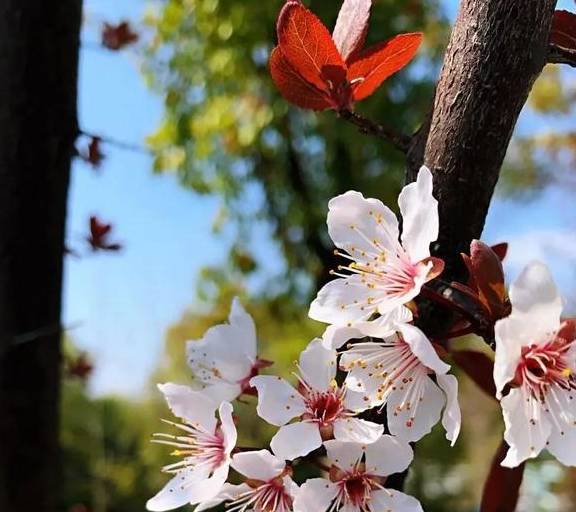 一年一约~红叶李的浪漫你get了吗？11