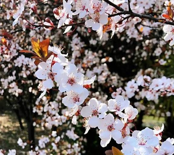 一年一约~红叶李的浪漫你get了吗？12