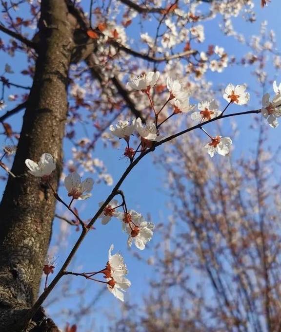 一年一约~红叶李的浪漫你get了吗？14