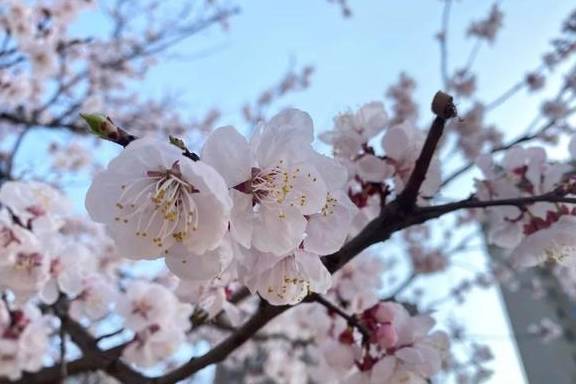 一年一约~红叶李的浪漫你get了吗？8