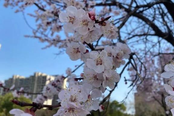 一年一约~红叶李的浪漫你get了吗？9