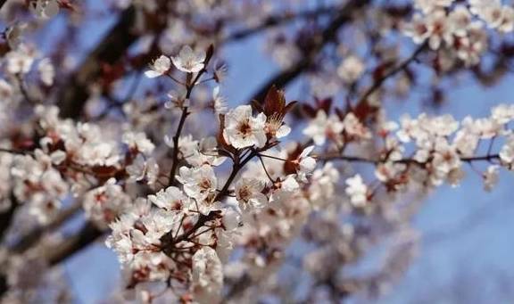 一年一约~红叶李的浪漫你get了吗？10