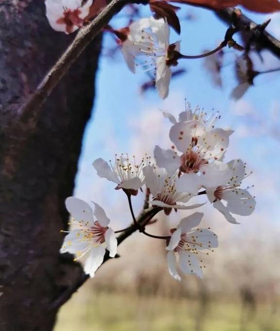 一年一约~红叶李的浪漫你get了吗？15