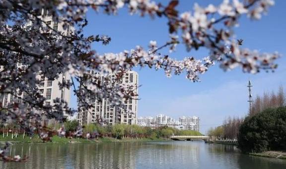 一年一约~红叶李的浪漫你get了吗？16