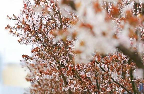 一年一约~红叶李的浪漫你get了吗？17