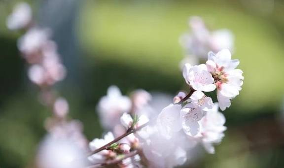 一年一约~红叶李的浪漫你get了吗？18