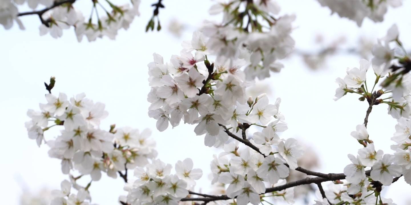 綦江：阳春三月百花开 李花怒放白如雪2