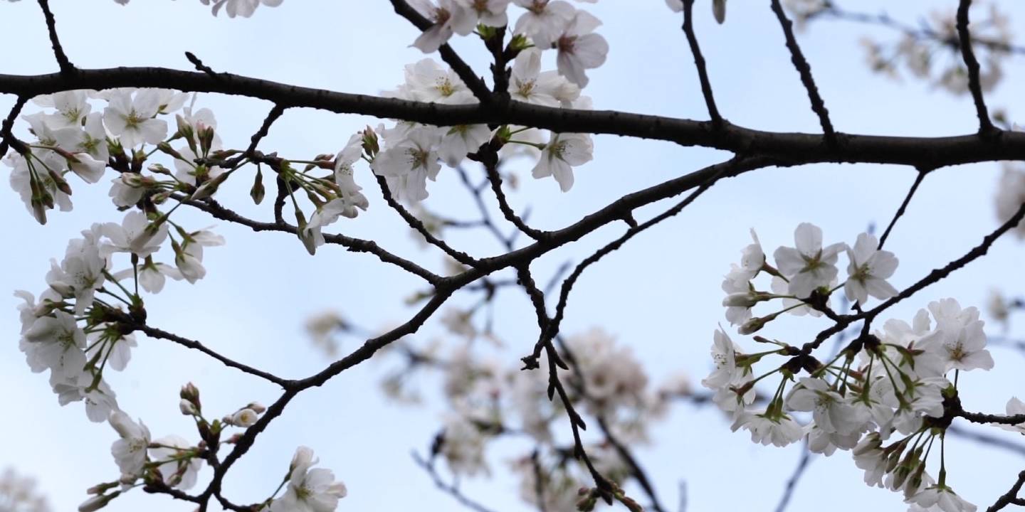 綦江：阳春三月百花开 李花怒放白如雪3