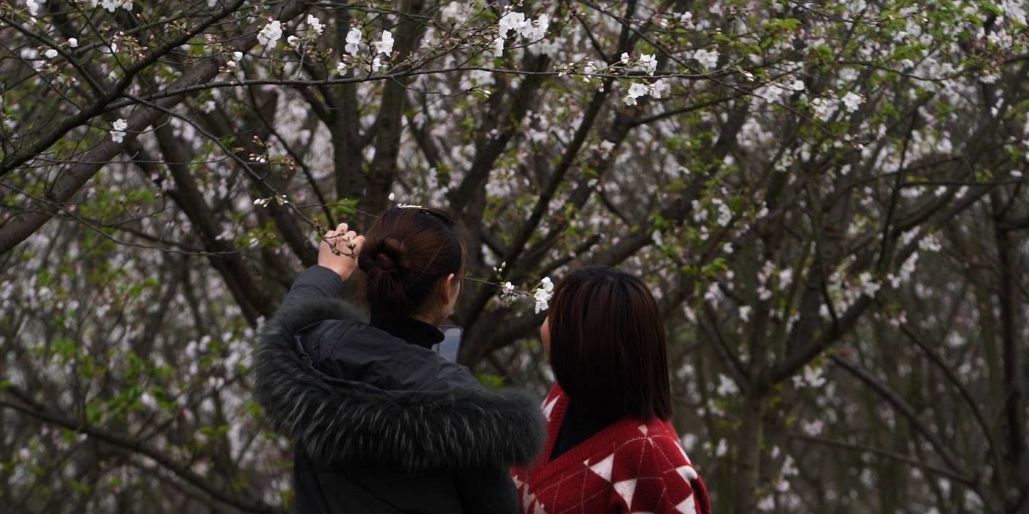 綦江：阳春三月百花开 李花怒放白如雪4