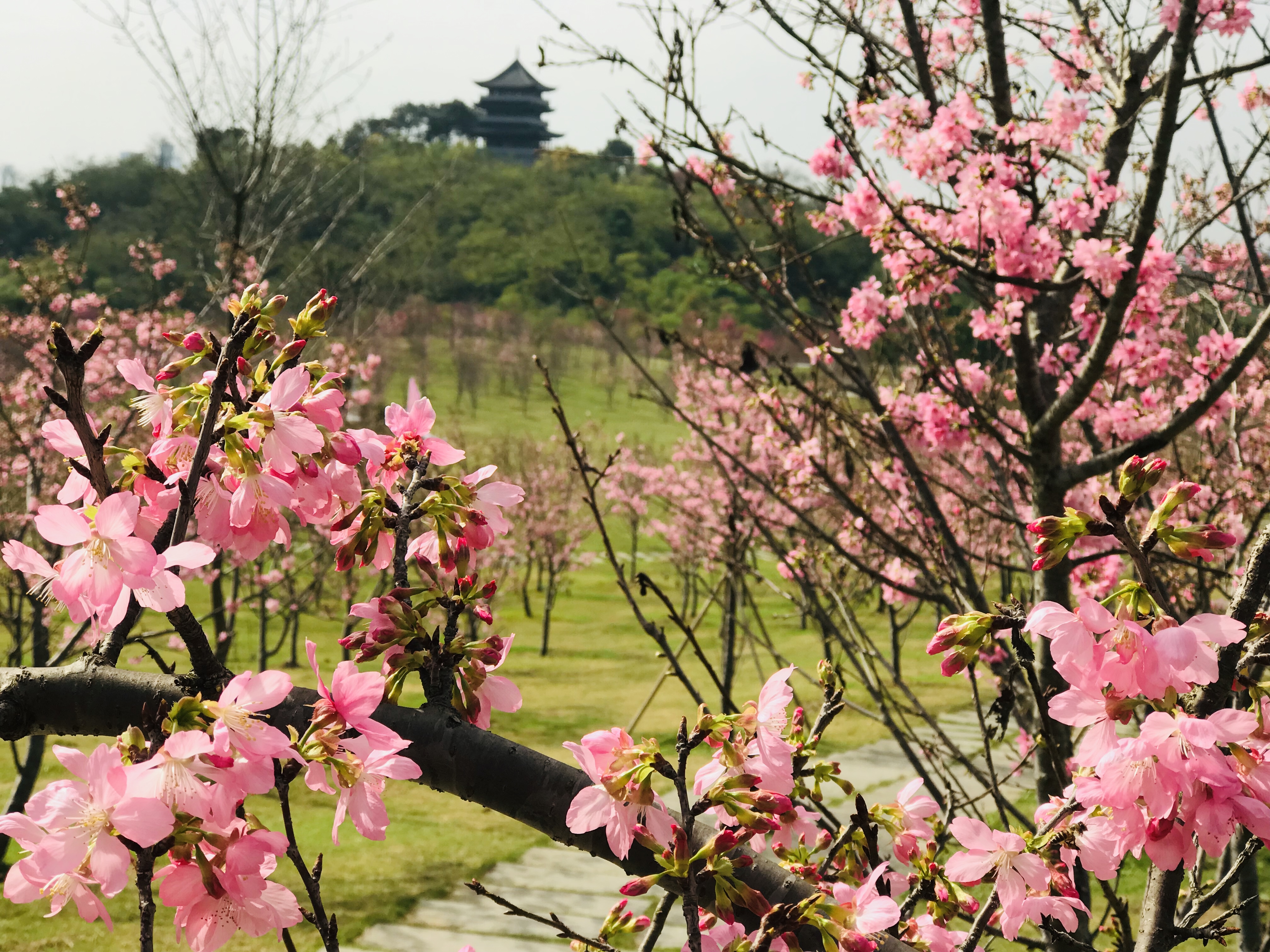 踏春赏花成为南宁“三八”游重头戏1