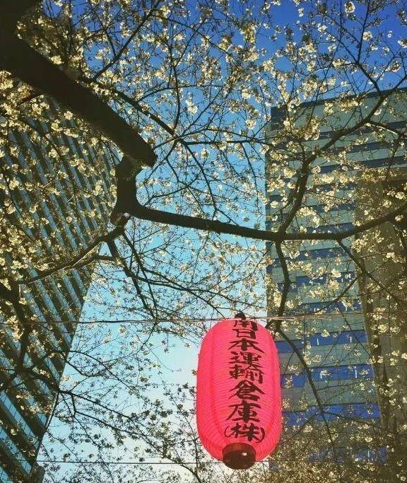 每次回味东京樱花季,我就想起挤上野前,日本房东含蓄的话1