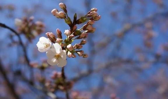 每次回味东京樱花季,我就想起挤上野前,日本房东含蓄的话2