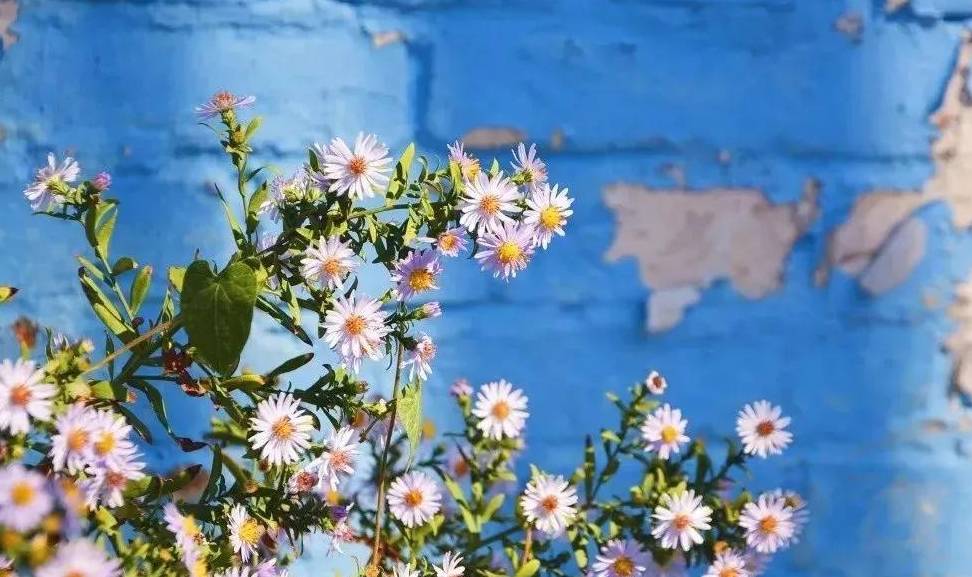 媲美摩洛哥，童话般的蓝色小镇，是这个春天与新疆的一场艳遇8