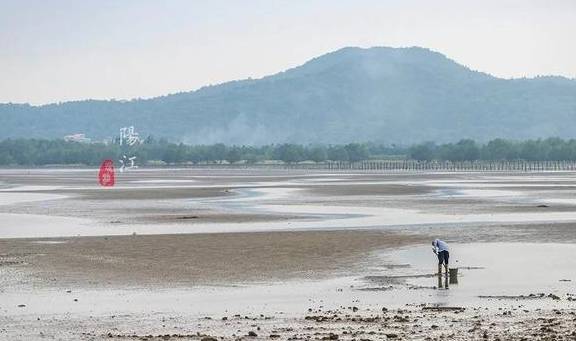 这个湿地公园,森林竟然长在海里,还能看到世界上最委屈的动物1