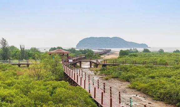 这个湿地公园,森林竟然长在海里,还能看到世界上最委屈的动物2