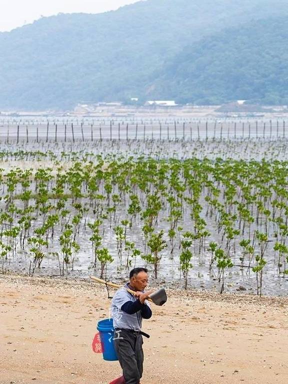 这个湿地公园,森林竟然长在海里,还能看到世界上最委屈的动物5