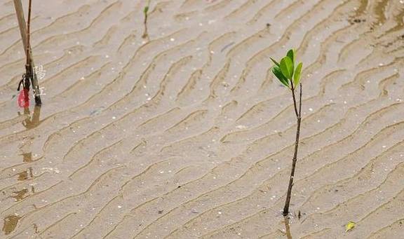 这个湿地公园,森林竟然长在海里,还能看到世界上最委屈的动物7