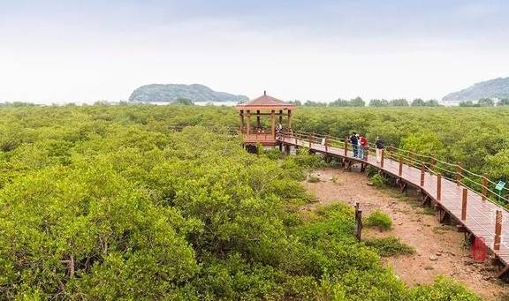 这个湿地公园,森林竟然长在海里,还能看到世界上最委屈的动物11