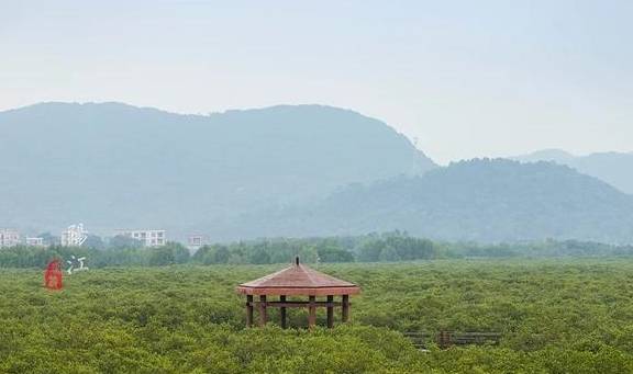 这个湿地公园,森林竟然长在海里,还能看到世界上最委屈的动物12