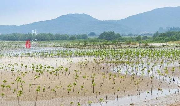 这个湿地公园,森林竟然长在海里,还能看到世界上最委屈的动物13