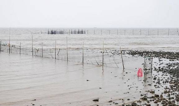 这个湿地公园,森林竟然长在海里,还能看到世界上最委屈的动物15