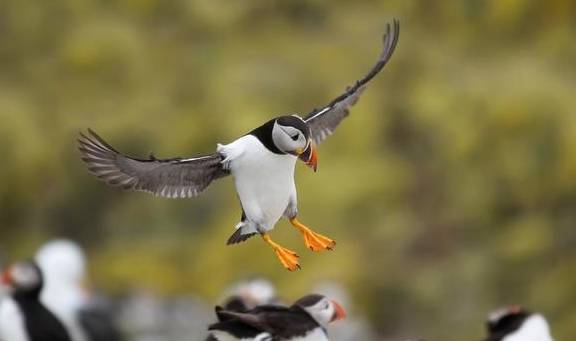 千岛群岛,如此之美17