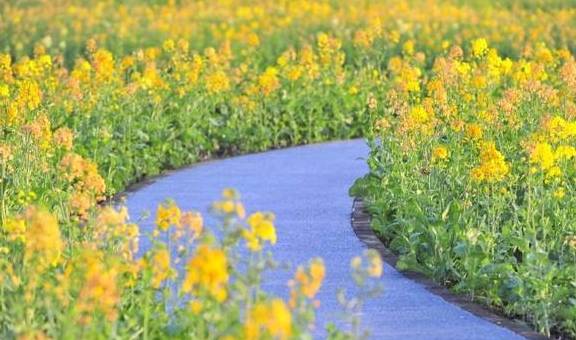 爆料!杭州的花海跑道已经美成这样了,有人早上4点赶去刷了个遍1