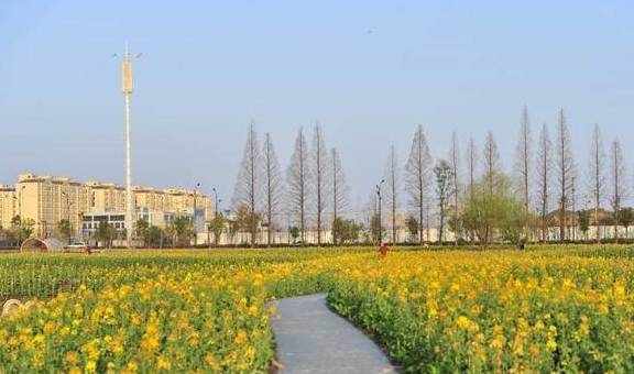 爆料!杭州的花海跑道已经美成这样了,有人早上4点赶去刷了个遍2