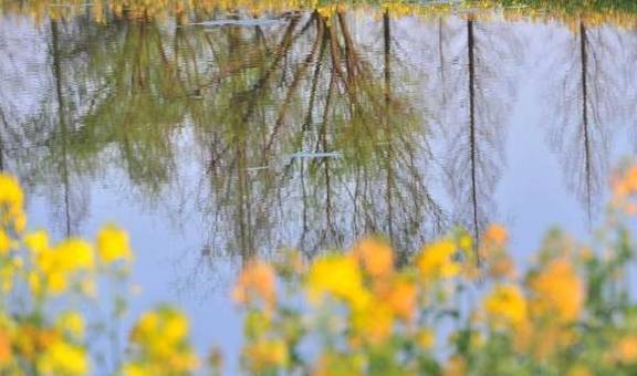 爆料!杭州的花海跑道已经美成这样了,有人早上4点赶去刷了个遍3