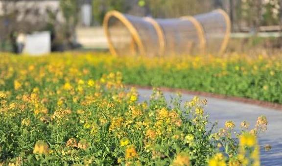 爆料!杭州的花海跑道已经美成这样了,有人早上4点赶去刷了个遍4