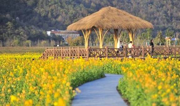 爆料!杭州的花海跑道已经美成这样了,有人早上4点赶去刷了个遍6